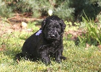 CHIOT