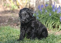 CHIOT