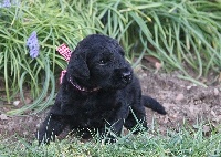 CHIOT
