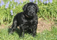 CHIOT