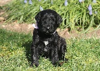 CHIOT