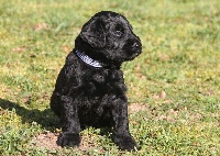 CHIOT