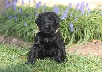 CHIOT